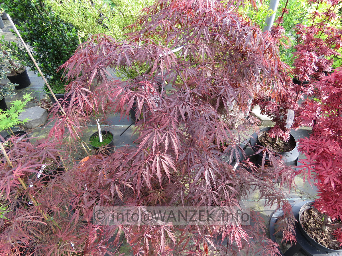 Acer palmatum Dissectum Tamuke yama - im Austrieb01.JPG